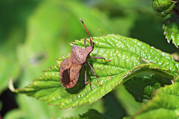 Image showing brown bug on green sheet