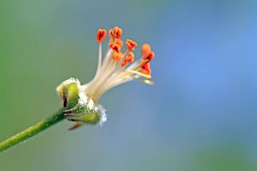 Image showing flower to aple trees on abstract background