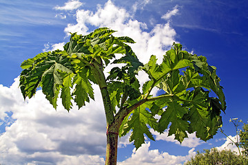 Image showing cow parsnip on cloudy background