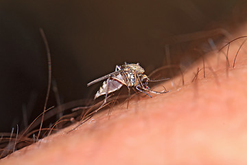 Image showing midge on human hand