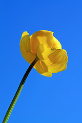 Image showing globe-flower on celestial background 