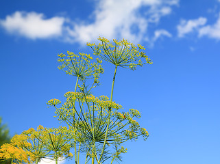 Image showing ripe dill on celestial background