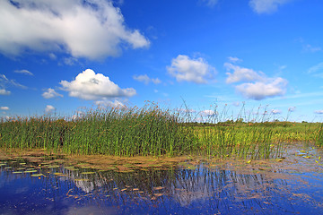 Image showing marsh herb