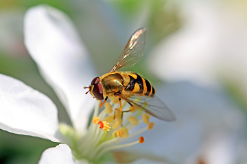 Image showing wasp on flowering aple tree