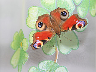 Image showing big butterfly on window blind