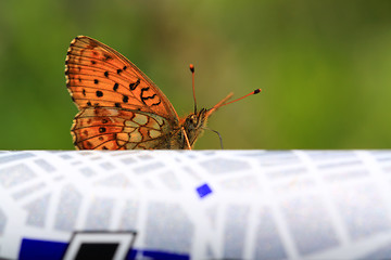 Image showing red butterfly on abstract surface