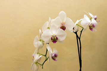 Image showing Orchid