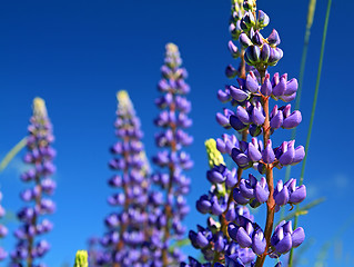 Image showing blue lupines on summer field