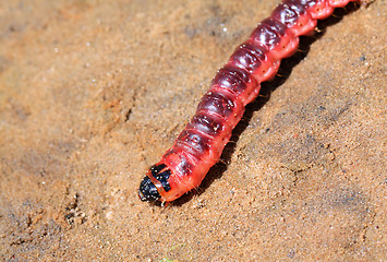 Image showing red caterpillar on dry sand