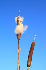 Image showing dry bulrush on celestial background