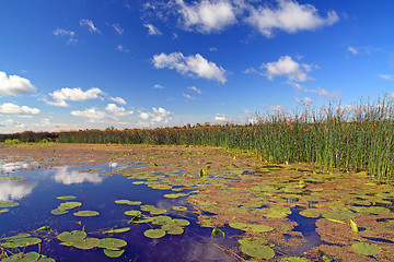 Image showing summer marsh under cloudy sky