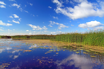 Image showing summer marsh under cloudy sky