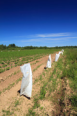 Image showing potato field