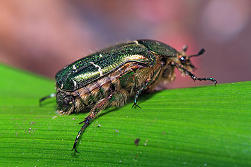 Image showing cockchafer on green sheet