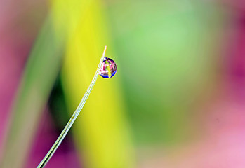 Image showing rain drop on green herb