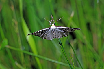Image showing blanching butterfly on green background