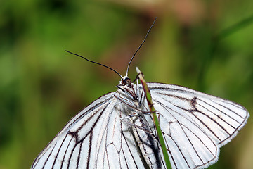 Image showing blanching butterfly on green background 