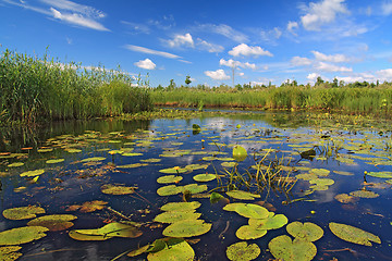 Image showing timber lake