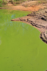 Image showing green lake in summer wood