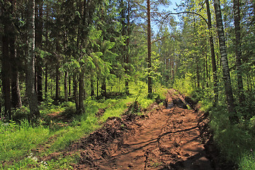 Image showing dirty rural road in green wood
