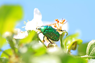 Image showing cockchafer on white flower of the aple trees