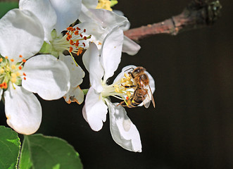 Image showing wasp on flowering aple tree