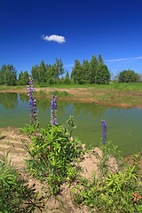 Image showing green lake in summer wood