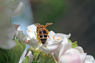 Image showing yellow wasp on aple tree flower