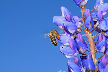 Image showing bee on blue lupine
