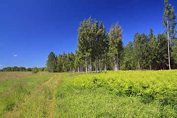 Image showing birch copse on green field near rural road