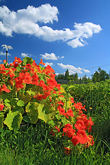 Image showing summer flowerses near rural building