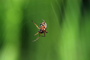 Image showing red spider on green background