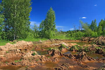 Image showing old sandy quarry in green wood