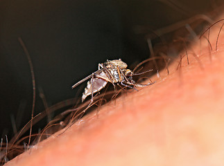 Image showing midge on hand of the person 