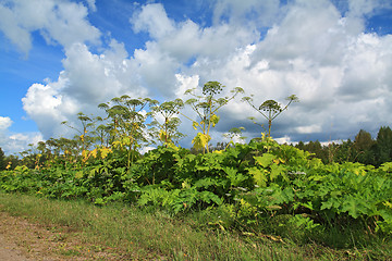 Image showing cow-parsnip thickets on cloud background