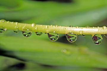 Image showing rain drop on green herb