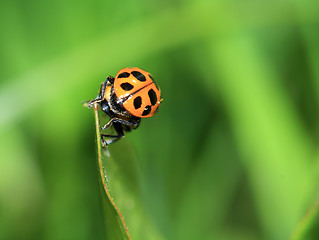 Image showing two ladybug on green sheet