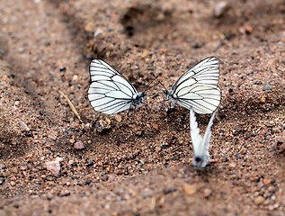 Image showing butterflies on land