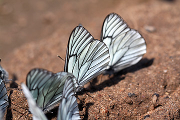 Image showing  butterflies on land