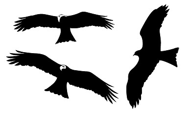 Image showing ravenous birds on white background