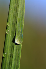 Image showing rain drop on green herb