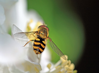 Image showing yellow wasp on aple tree flower