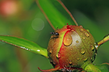 Image showing blackenning fly on red flower