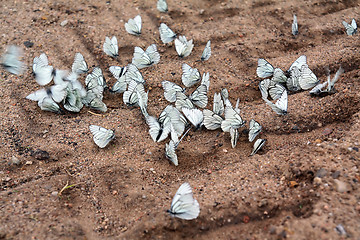 Image showing butterflies on land