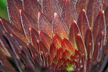 Image showing dripped rain on sheet lily