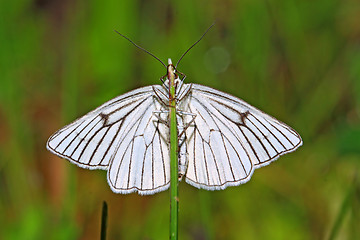 Image showing blanching butterfly on green background