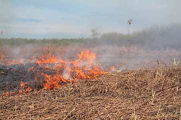 Image showing red fire in dry herb