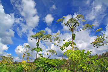 Image showing cow-parsnip thickets on cloud background 