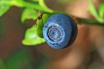 Image showing ripe whortleberry on timber background