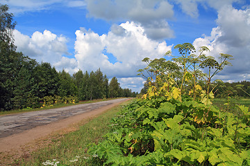 Image showing cow-parsnip thickets on cloud background